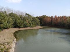 -上海海湾国家森林公园