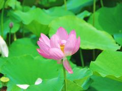 -荷塘月色湿地公园·向阳花洲