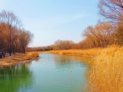 -大兴滨河森林公园