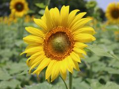 -光明小镇欢乐田园