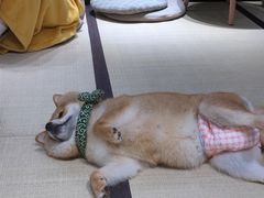 -逗柴咖啡屋·狗咖猫咖宠物桌游