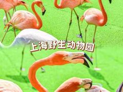 -上海野生动物园