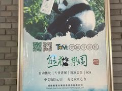 -都江堰中华大熊猫苑