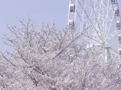 -顾村公园