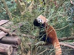 -都江堰中华大熊猫苑