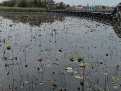 -杭州湾海上花田景区