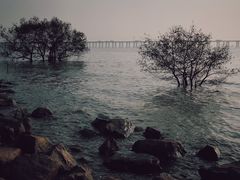 -宝安西湾红树林湿地公园