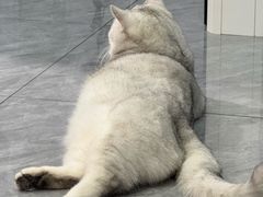 -爱洗澡的猫(望京店)