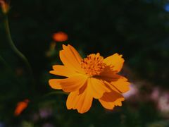 -合肥滨湖国家森林公园