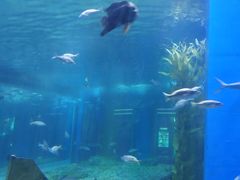 -顺德南宏海立方海洋公园