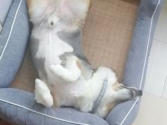 -PETKIT小佩宠物(古北店)