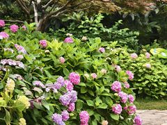 -上海共青森林公园