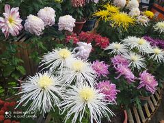 -上海共青森林公园