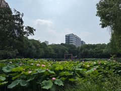 -陈家山荷花公园