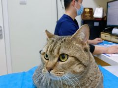 -美联众合动物医院·24h京西诊疗中心