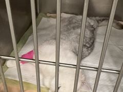 -艾吉宠物医院·疑难杂症转诊中心·猫友好(碧江路院)