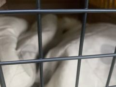 -北京赛佳动物医院