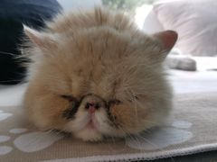 -纳吉亚猫专科动物医院·北北分院