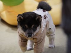 -逗柴咖啡屋·狗咖猫咖宠物桌游