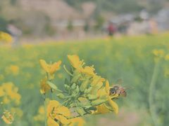 -福建土楼（华安）旅游区•大地土楼群