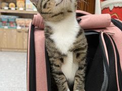 -四月宠物医院·猫专科·心脏专科·内科(转塘店)