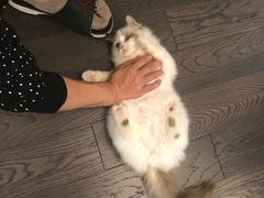 -Bastet sally猫舍购宠(静安店)