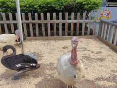 -广州长隆国际大马戏