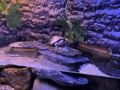 -上海海洋水族馆