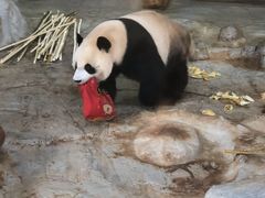 -海南热带野生动植物园