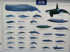 -上海海洋大学鱼文化博物馆(军工路校区)