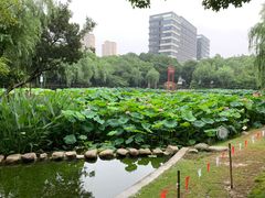 -陈家山荷花公园