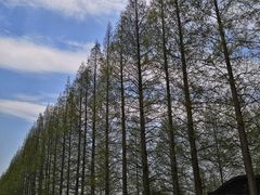 -黄海国家森林公园