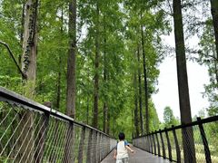 -黄海国家森林公园