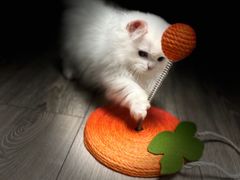 -momokira米努特·德文卷毛猫·棉花面纱犬
