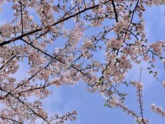 -高东镇樱花园