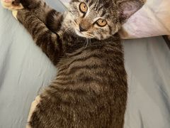 -萌兽医馆·犬猫专科·眼科中心·宠物医院(朝阳门分院)