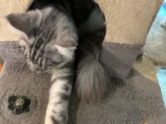 -猫小院猫主题咖啡厅(北锣店)