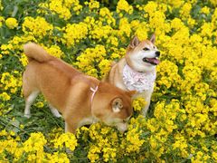 -三圣花乡旅游区