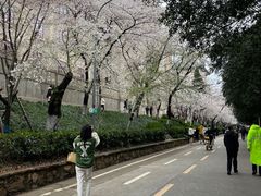 -武汉大学-樱园