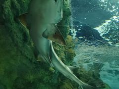 -上海海洋水族馆