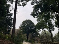 -南山植物园