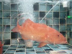 -官也街澳门火锅(新源里店)