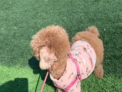 -有宠宠物(YOUCOIN·未来店)