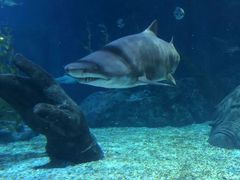 -暹罗海洋世界