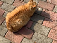 -Rabbit Cafe私房西餐甜点咖啡(栖霞路店)