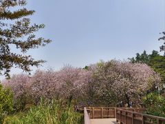 -广东花都湖国家湿地公园