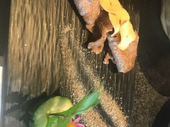 -大桥日本料理·日式放题·铁板定食(科兴科学园店)