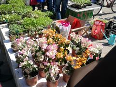 -中环花鸟鱼虫市场