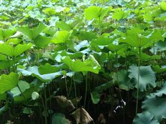 iphone_upload_pic-四川大学(华西校区)