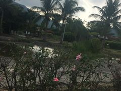 -亚龙湾国际玫瑰谷